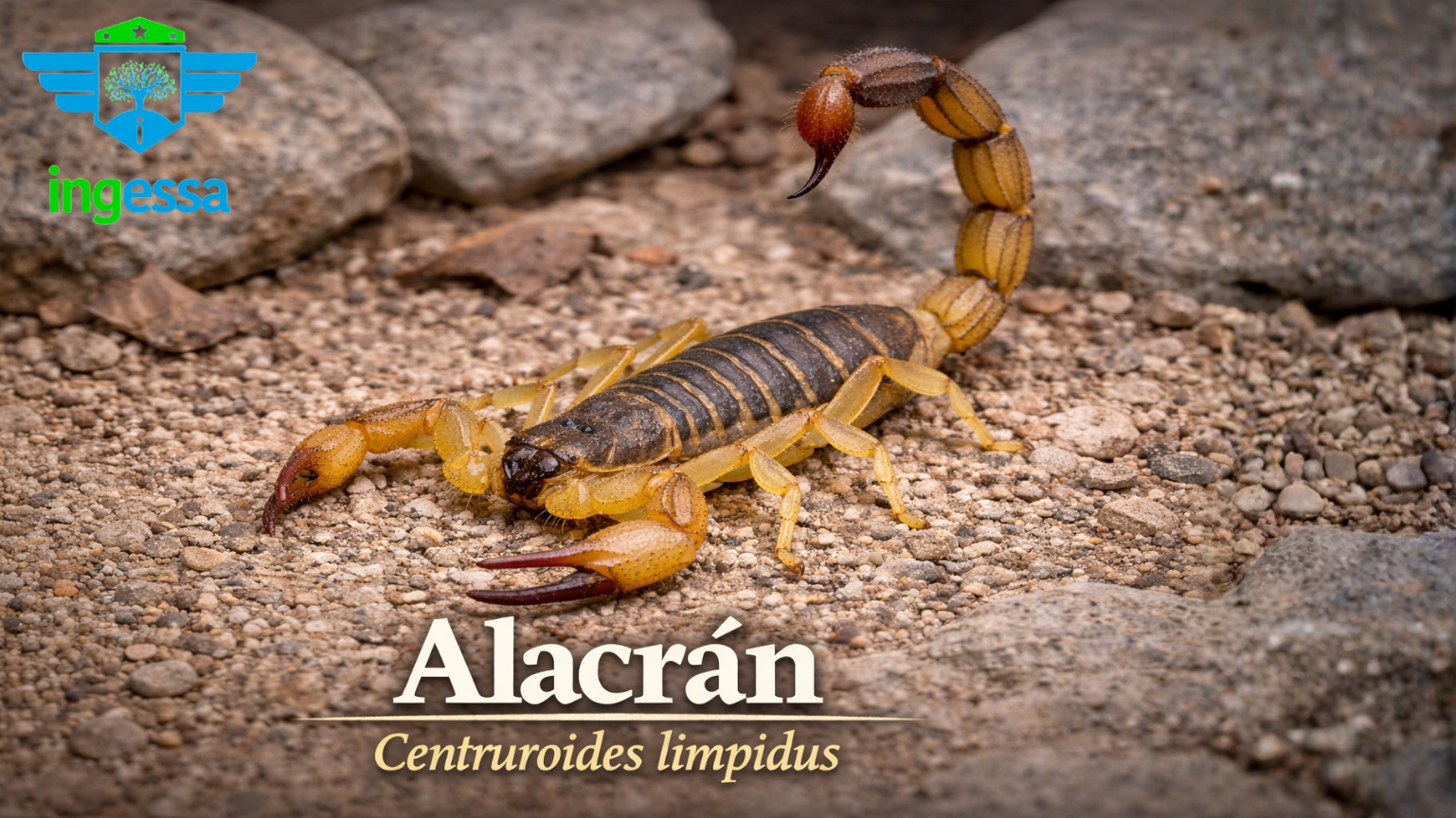 Alacrán Centruroides Limpidus